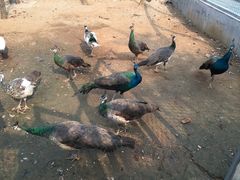 -原山国家森林公园