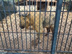 -大连森林动物园