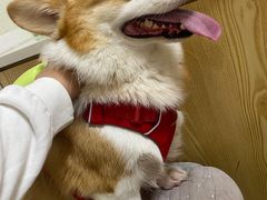 -爱佳宠物中心医院24H·CT·骨外科·猫专科(瑶海万达店)