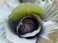 -甜心庄园·甜心草莓采摘园(西青中北店)