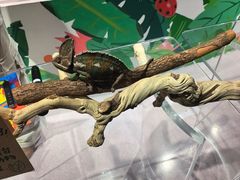 -上海大自然野生昆虫馆(东方明珠·爬宠昆虫探索中心)