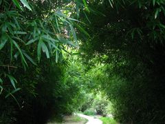 -江心屿景区