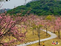 -风云岭森林公园