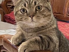-猫宠乐园·专业洗护
