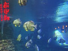 -烟台海昌鲸鲨海洋公园