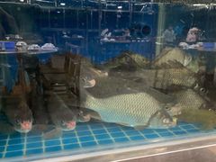 西江剧鲫-八仔大富楼·河鲜(西江店)