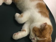 -飞行喵MR PILOT|猫舍·猫咖(静安大融城店)