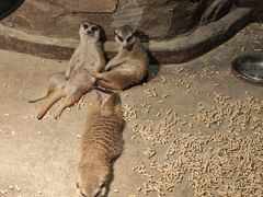 -绿色星球动物主题公园