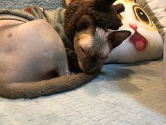 -李小姐の猫咖啡馆(五角场店)