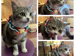 -MOCHA明星猫咖(田子坊店)