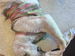 -藏猫猫咖啡主题馆(中央大道店)