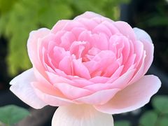 -安徽医科大学第一附属医院(绩溪路院区)