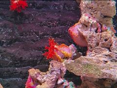 -秦皇岛新澳海底世界