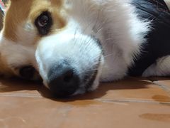 -肥朵食堂(带梦胡同店)