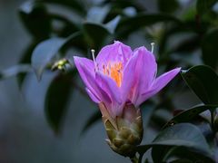 -梧桐山风景名胜区