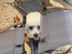 -J Create城市露营咖啡·简餐·宠物(上海动物园店)