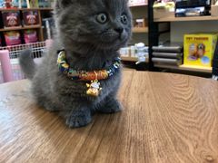 -小尾巴宠物店(万科·金域华庭店)