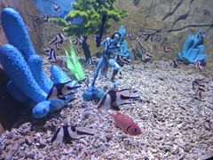 -秦皇岛乐岛海洋王国