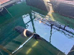 -蓝湾碧波·老字号·疍家非遗海上餐厅