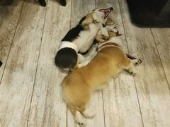 -百好乐宠物友好餐厅(朝外大街店)