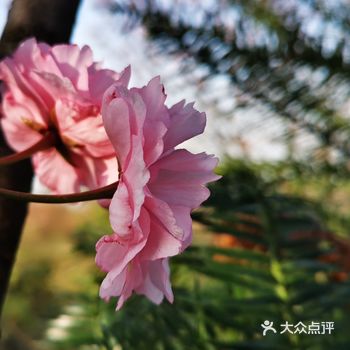 春季来洪江怎么样最完美呢