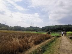 -八卦田遗址公园