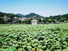 -红山村