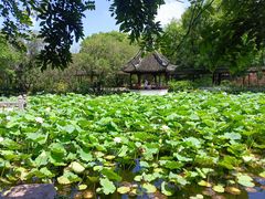 -上海醉白池公园
