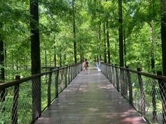 -黄海国家森林公园