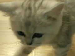 -屋虎猫馆(宝安大仟里店)