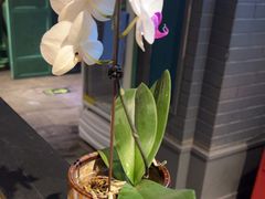 -胖老汉新疆特色椒麻鸡(南门店)