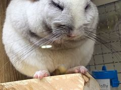 -藦茜花园宠物主题亲子互动体验馆(国顺东路店)