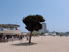 -青岛第一海水浴场