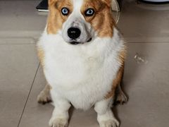 -宠福鑫康馨动物医院·骨科·眼科