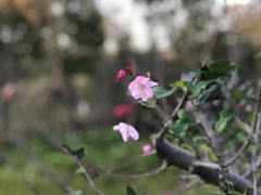 -柳鹭田园区