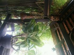 android_upload_pic-自然餐厅(Phuket)