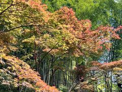 -天目山大树王景区
