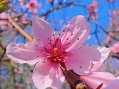-桃花堤公园
