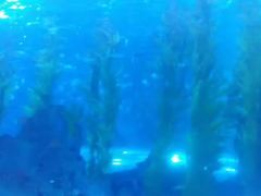 -芜湖新华联大白鲸海洋公园