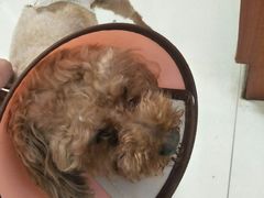 -安安宠医·安宠宠物医院