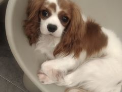 -有喵·猫咖·狗咖·30几只猫10只小狗(岗厦店)