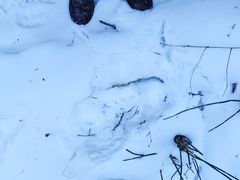 -峡谷浮石林景区