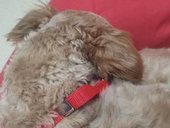 -康乐宝动物医院