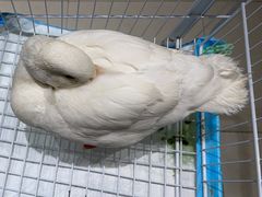 -怪兽屋·羊驼·猫咖·狗咖(俊华广场店)