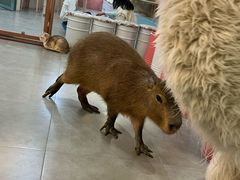 -Honey Bacca 哈尼芭卡高端萌宠(朝阳大悦城店)