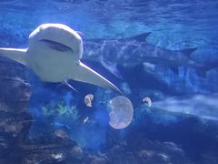 -烟台海昌鲸鲨海洋公园