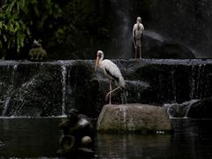 -吉隆坡雀鸟公园