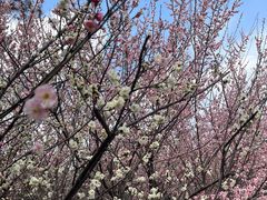 -白塘生态植物园