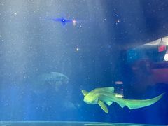 -瑞普利水族馆