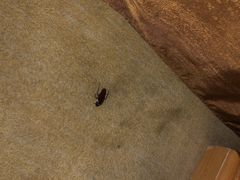 -维也纳酒店( 深圳东站布吉老街店)